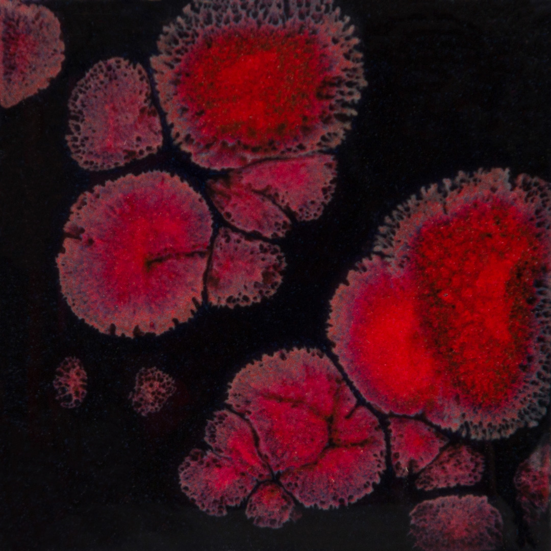 Black Opal